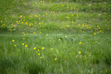 Background of yellow dandelions on a green meadow