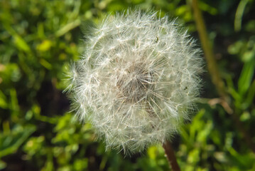 Allergy, pollen and flowers concept. Detailed closeup of fluffy dandelion seed heads