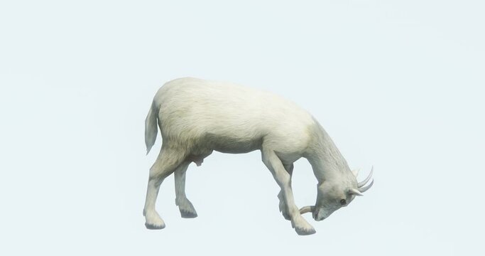 4k alone sheep or antelope eating grass,livestock,animal silhouette.
