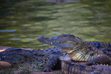 Nile crocodile on the shore. South Africa