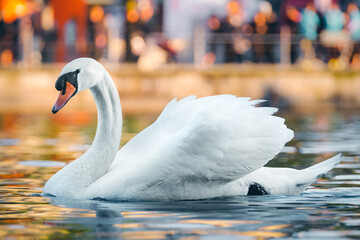 Swan close-up on a lake with bokeh effect