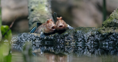 Mudskipper