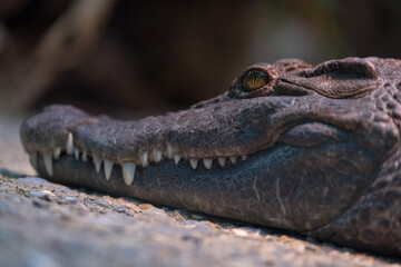 Close-up a crocodile head
