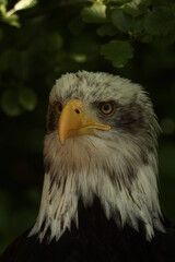 Fototapeta premium Kopf eines Weißkopfseeadlers