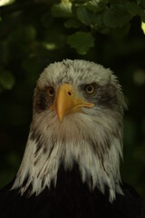 Obraz premium Adler Weißkopfadler