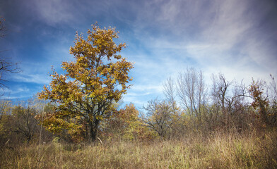 Beautiful autumn trees on a wide forest field against rich blue sky, central Serbia landscape