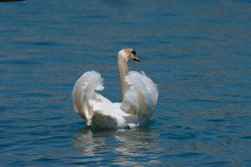 swan on blue lake wate