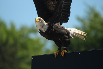 Adler Weißkopfadler