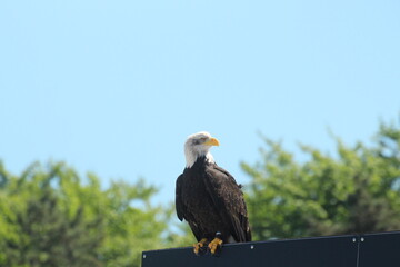 Adler Weißkopfadler
