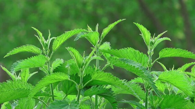 Common stinging nettle close up, uncultivated weed plant growing in field