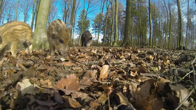 Neugierige Wildschweine auf Nahrungssuche, Weitwinkel Aufnahme, Aktion cam, M&auml;rz