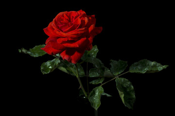Red rose, the flower of passion  in all of its glory and beauty. 