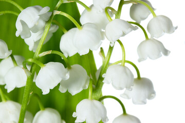 Spring flowers: lily-of-the-valley