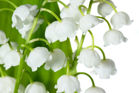 Fototapeta Spring flowers: lily-of-the-valley