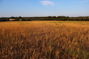 Wheat field in Southern Italy ready for the harvest.