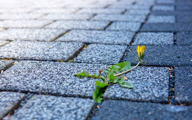 Obraz premium Dandelions on the ground between stones.