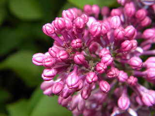 Closeup of lilac flowers