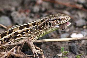 Lizard