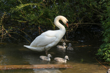 Naklejka premium Schwanenfamilie, Schwan, Schwanenjunges, Kücken, Malchower See, Berlin