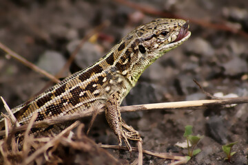 Lizard