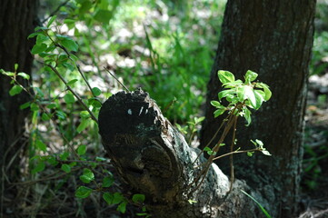 Obraz premium Green tree branch on nature