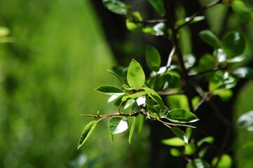 Obraz premium Green tree branch on nature