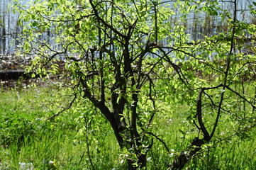 Fototapeta na wymiar Green tree branch on nature