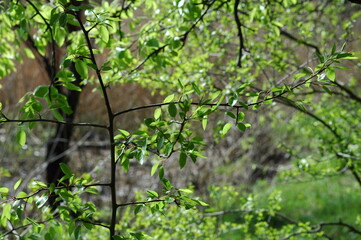 Green tree branch on nature
