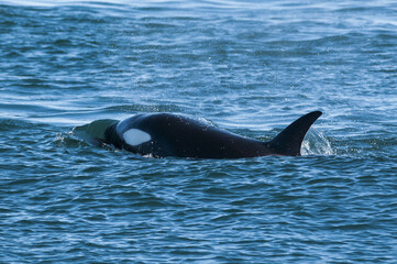 Naklejka premium Killer Whale, Orca, hunting a sea lion pup, Peninsula Valdez, Patagonia Argentina