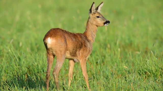 Reh auf Wiese, Mai