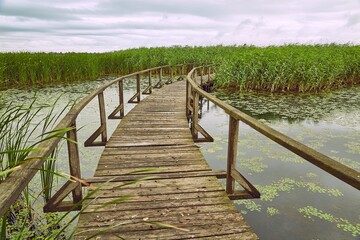 Fototapeta na wymiar Swamp walking path