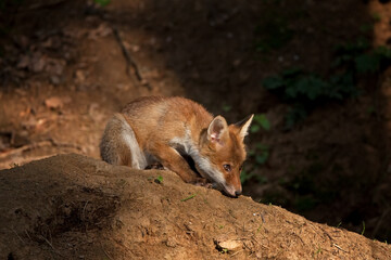 red fox, vulpes vulpes, Czech republic