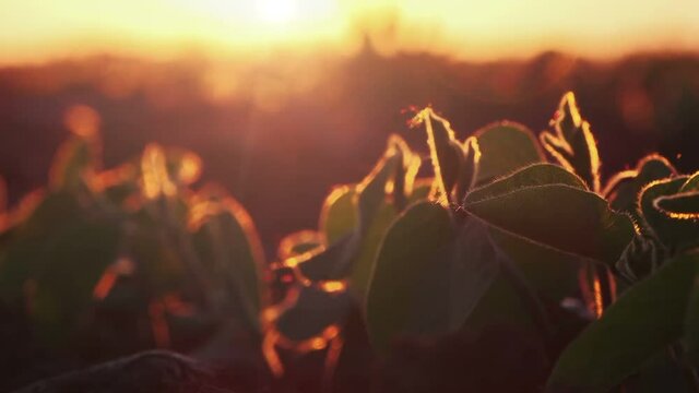 Close up of soybean leaf in sunset, growing soya in cultivated field