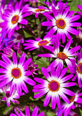 Obraz premium Pericallis flowers bouquet.