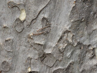 Wallpaper, white / black / bark texture / background