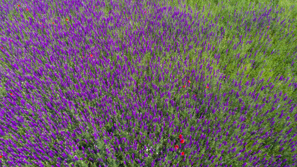 Fototapeta premium Beautiful Wild Purple Flowers In Field Shot From The Above