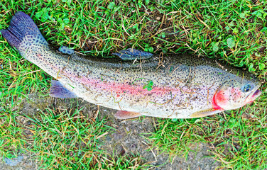 Rainbow Trout catch lying on green grass Vilnius countryside