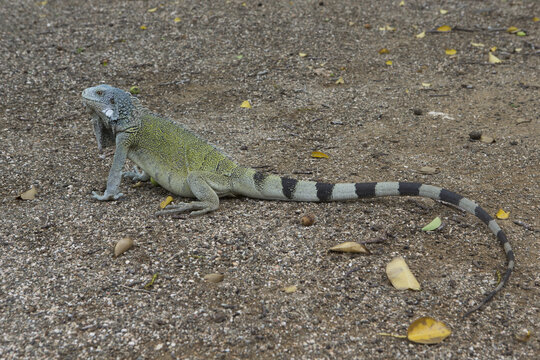 Cura&ccedil;ao lizzard reptile