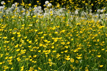 Butterblumenwiese - Wildblumenwiese - Pusteblumen
