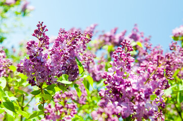 Obraz premium beautiful purple Lilac against a blue clear sky