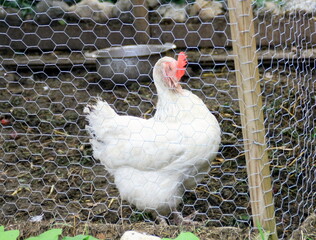 poule qui fait sa toilette avec son bec