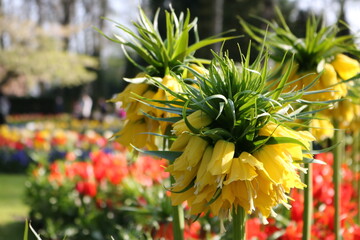 Frühlingsblumen im Keukenhof