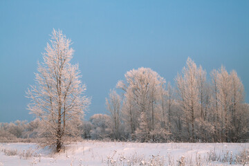 Trees covered with rime in a frosty winter day