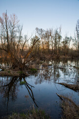 Obraz premium Water flow in a protected area along the river Danube Central Europe