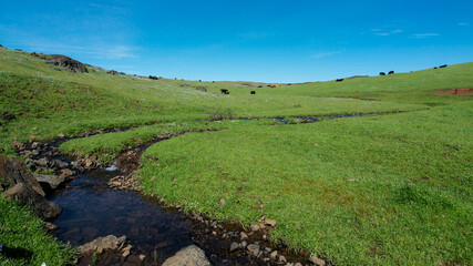Fototapeta na wymiar Creek at North Table Mountain Ecological Preserve, Oroville, California, USA , featuring green grass and cows at a distance