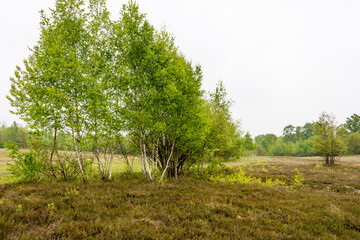 view of a landscape of heather moor - seen at nature reserve wahner heide near cologne, germany