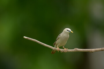 Chestnut-tailed Starling; Sturnia malabarica)