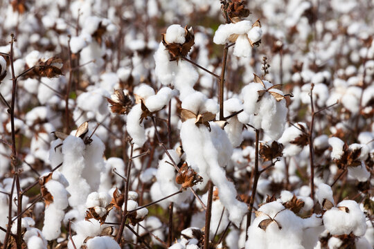 Ripe cotton plant agricultural field NC USA