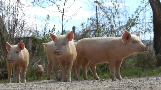 Young pigs on the farm
