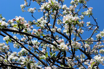 Magnolia flowers